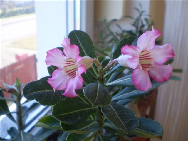 adenium